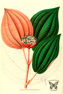 Tapak Sulaiman, or Solomon's Sole (1861)