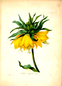 Yellow Crown Imperial (1833). Free illustration for personal and commercial use.