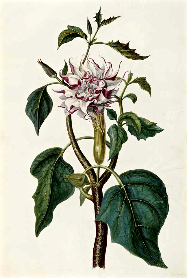 Hindu Datura (1682). Free illustration for personal and commercial use.