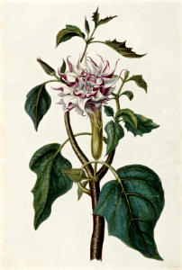 Hindu Datura (1682). Free illustration for personal and commercial use.