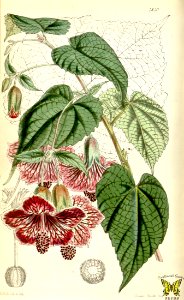 Abutilon insigne (1855). Free illustration for personal and commercial use.