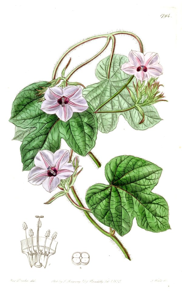 Fig-leaved morning glory (1836)