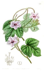 Fig-leaved morning glory (1836). Free illustration for personal and commercial use.