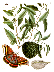 Custard Apple tree with Eyed Hawk-moth (1743)