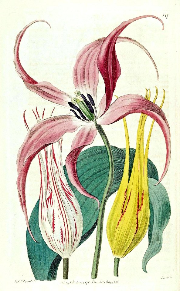 Garden Tulip