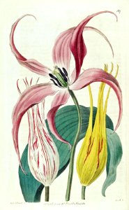 Garden Tulip