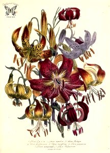 Lilies by Jane Loudon (1841). Free illustration for personal and commercial use.