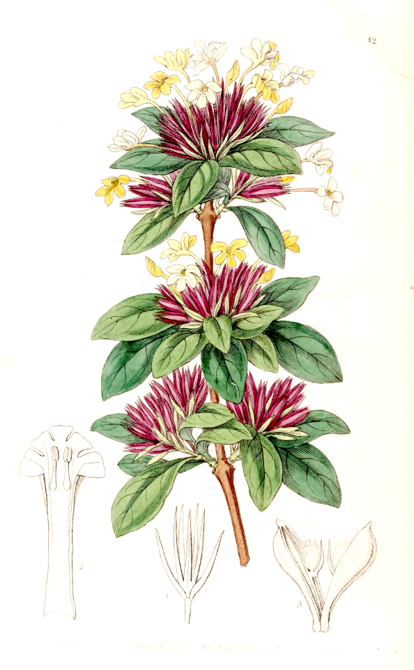 Small-flowered Lankesteria