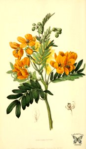 Fragrant Senna (1826). Free illustration for personal and commercial use.