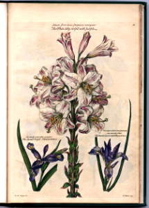 The While lily striped with purple & Dwarf iris (1730). Free illustration for personal and commercial use.