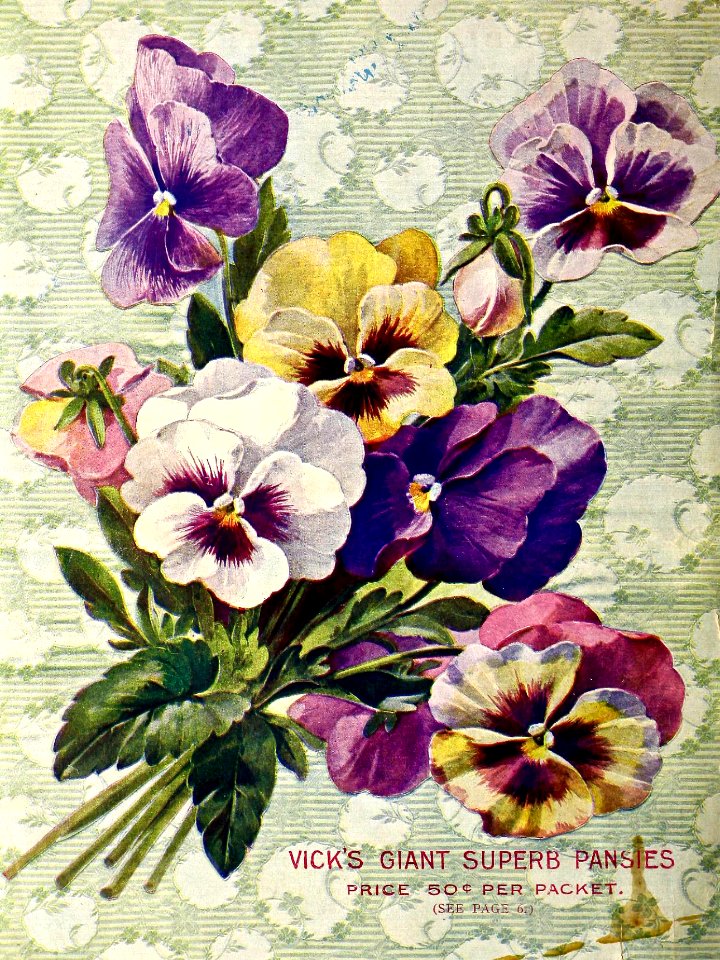 Ramo de pensamientos. Bouquet of pansies. Vick's Garden & Floral Guide (1903)
