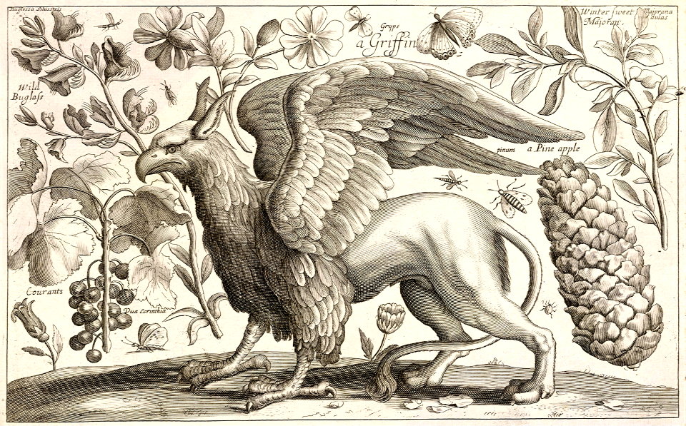 A Griffin. Etching by Wenceslaus Hollar (1607-1677). Free illustration for personal and commercial use.