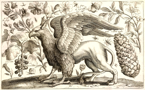 A Griffin. Etching by Wenceslaus Hollar (1607-1677). Free illustration for personal and commercial use.