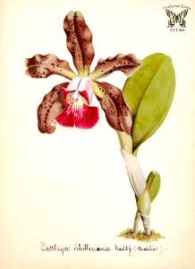Cattleya schilleriana orchid