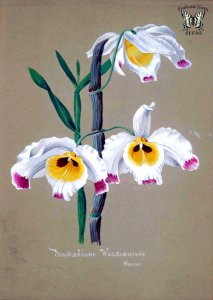Dendrobium wardianum. Free illustration for personal and commercial use.