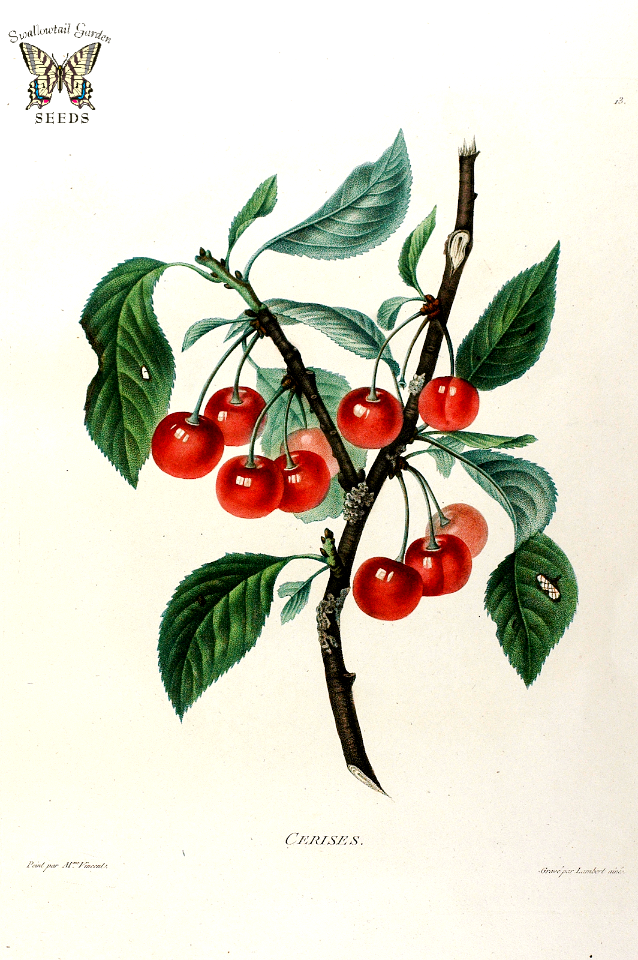 Cerises. Sour cherry, Wild cherry. For pies and tarts. More nutritional than sweet cherries, trees easier to grow. Birds are crazy for them.