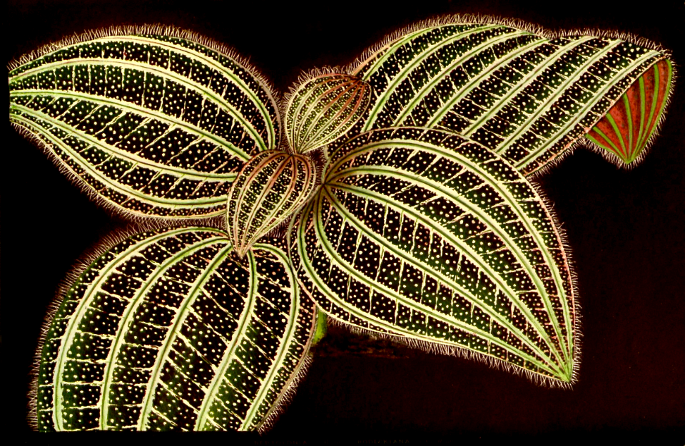 Bertolonia  'Rodeckiana'