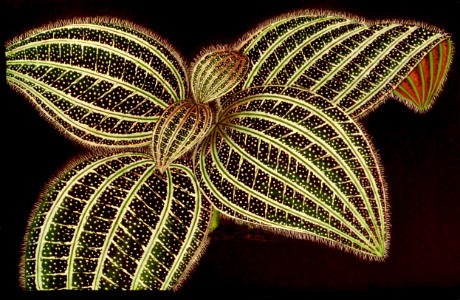Bertolonia 'Rodeckiana'. Free illustration for personal and commercial use.