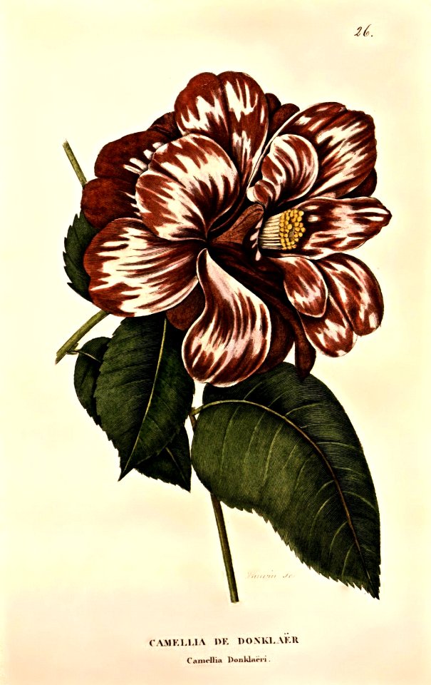 Camellia 'Donkelaaris'