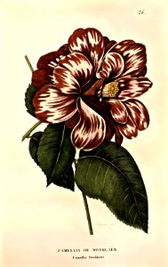 Camellia 'Donkelaaris'. Free illustration for personal and commercial use.