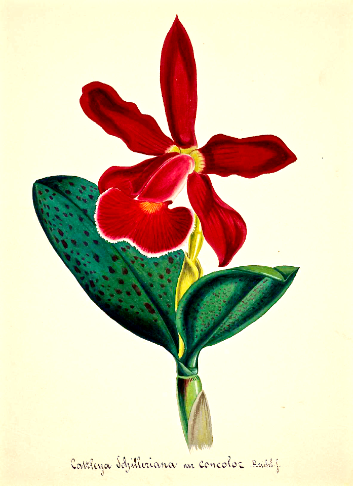Cattleya schilleriana orchid
