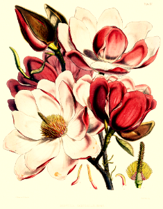 Campbell's Magnolia (1855). Free illustration for personal and commercial use.