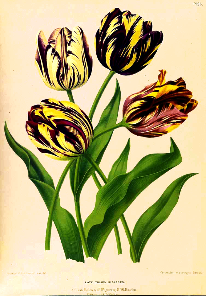 Tulips