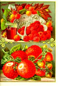 Japanese Wineberry & Shuckless Strawberry (1895). Free illustration for personal and commercial use.