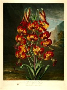 The Superb lily (1799). Free illustration for personal and commercial use.