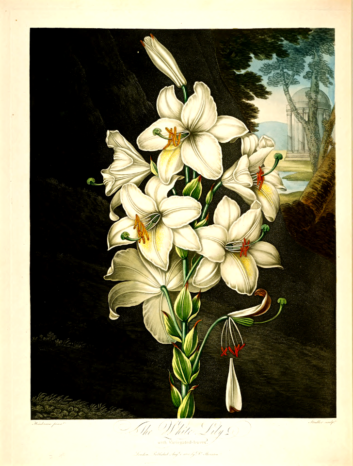 Madonna Lily (1800). Free illustration for personal and commercial use.