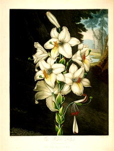 Madonna Lily (1800)