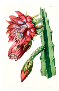 Santa Marta cactus. Free illustration for personal and commercial use.
