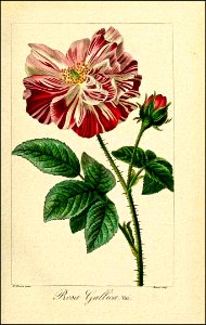 Rosa gallica 'Versicolor' (1817-1827)