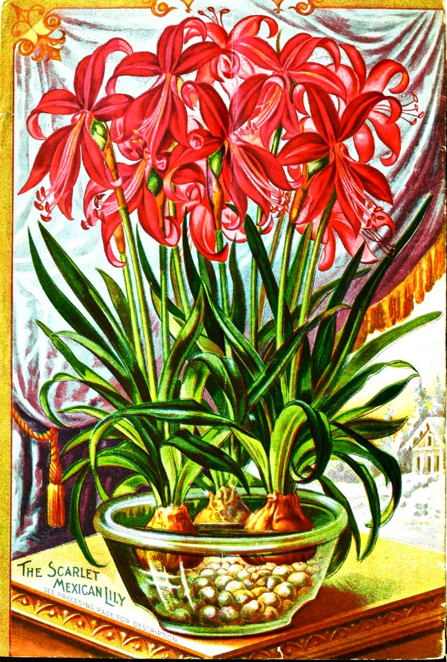 Scarlet Mexican Lily (1897)