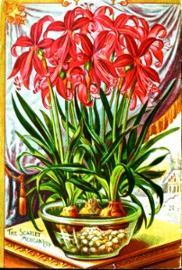 Scarlet Mexican Lily (1897). Free illustration for personal and commercial use.