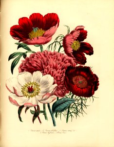 Peony flowers (1843). Free illustration for personal and commercial use.