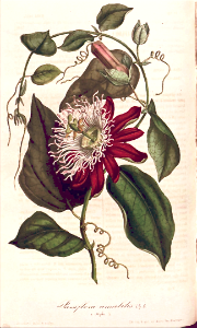 White-crowned passion flower (1847). Free illustration for personal and commercial use.