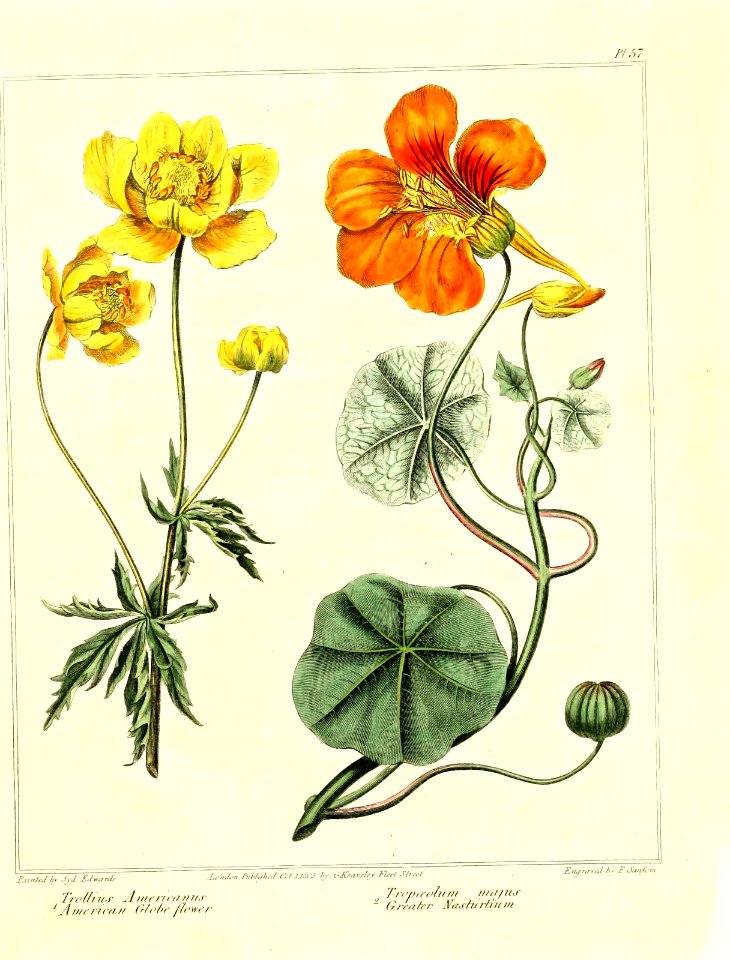 American Globe Flower & Greater Nasturtium (1812)