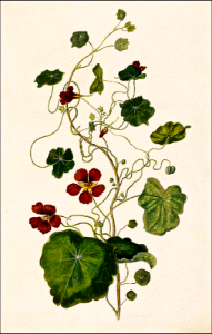 Climbing nasturtium (1682). Free illustration for personal and commercial use.