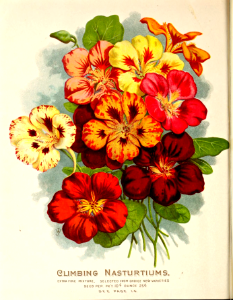 Climbing nasturtiums (1898). Free illustration for personal and commercial use.