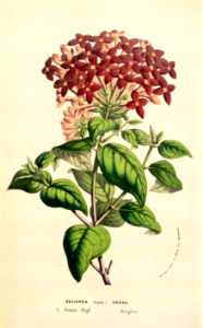 Bouvardia 'Oriana' (1857). Free illustration for personal and commercial use.
