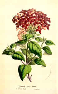 Bouvardia 'Oriana' (1857)
