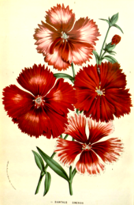 China Pinks (1857). Free illustration for personal and commercial use.