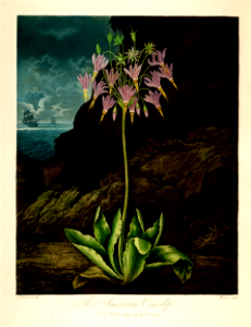 The American Cowslip (1801). Free illustration for personal and commercial use.