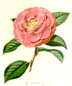 Camellia 'Flore Pleno'. Free illustration for personal and commercial use.