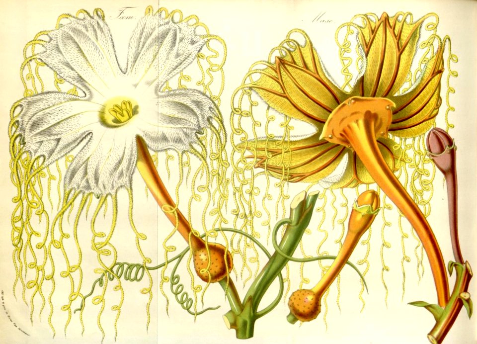 Hodgsonia heteroclita vine