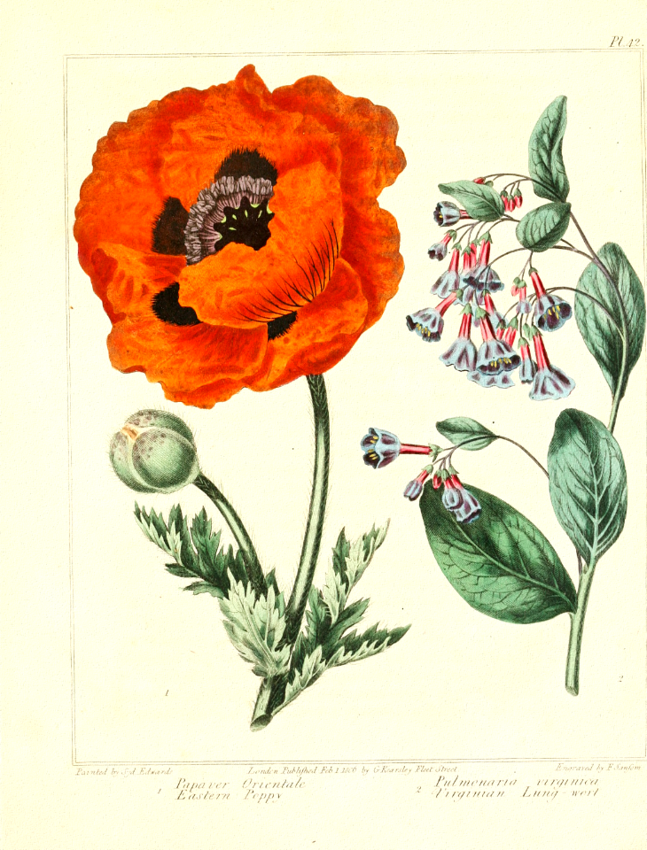 Oriental Poppy and Virginia Bluebells (1812)