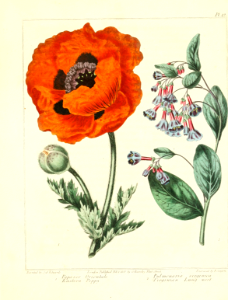 Oriental Poppy and Virginia Bluebells (1812). Free illustration for personal and commercial use.