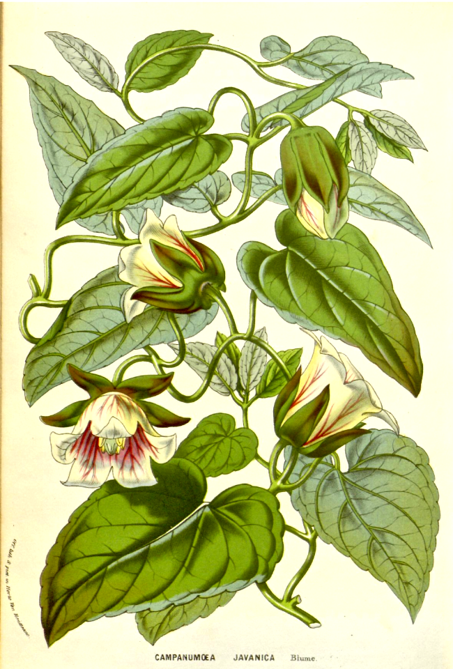 Codonopsis vine