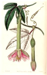 Banana Passionfruit